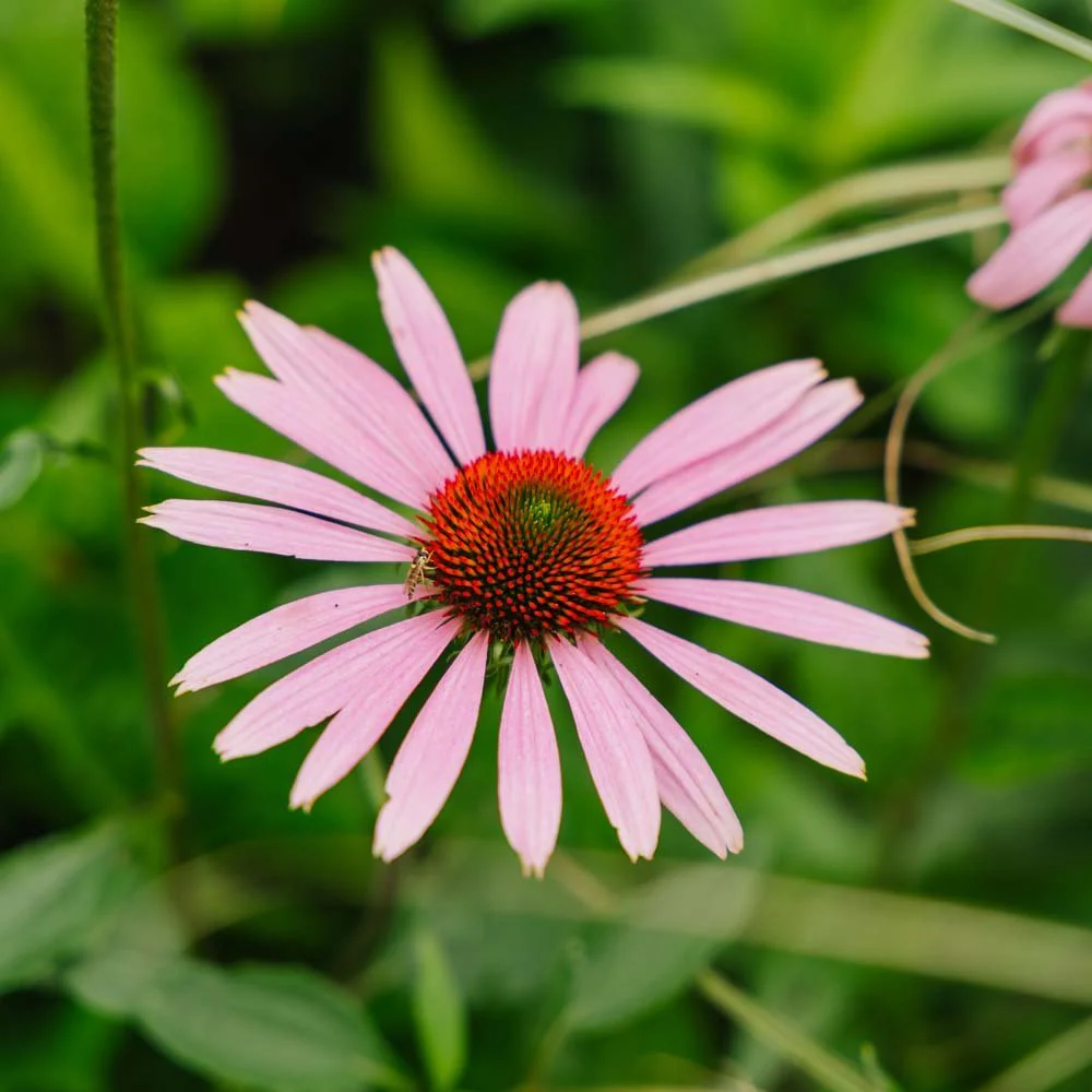 Miniatyrbild 1