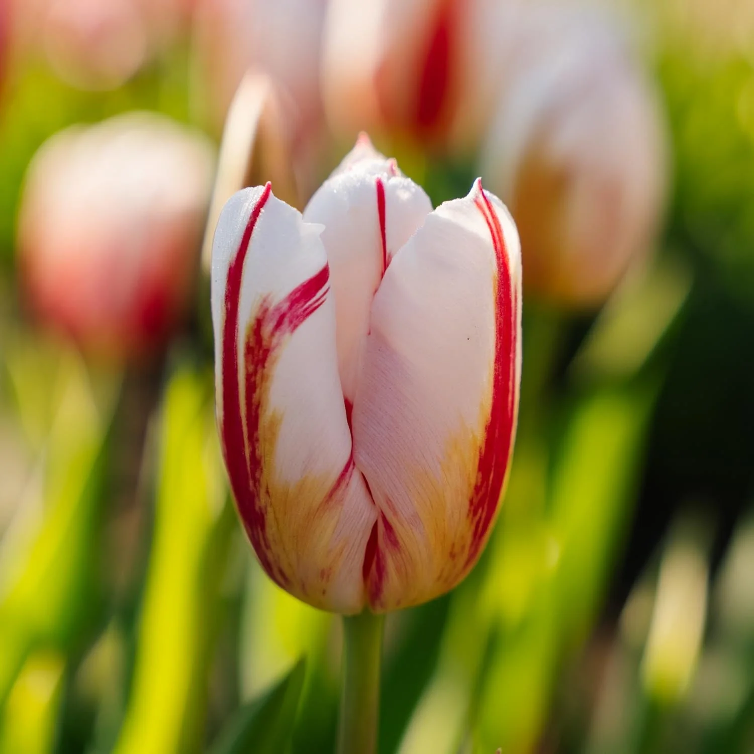 Miniatyrbild 1